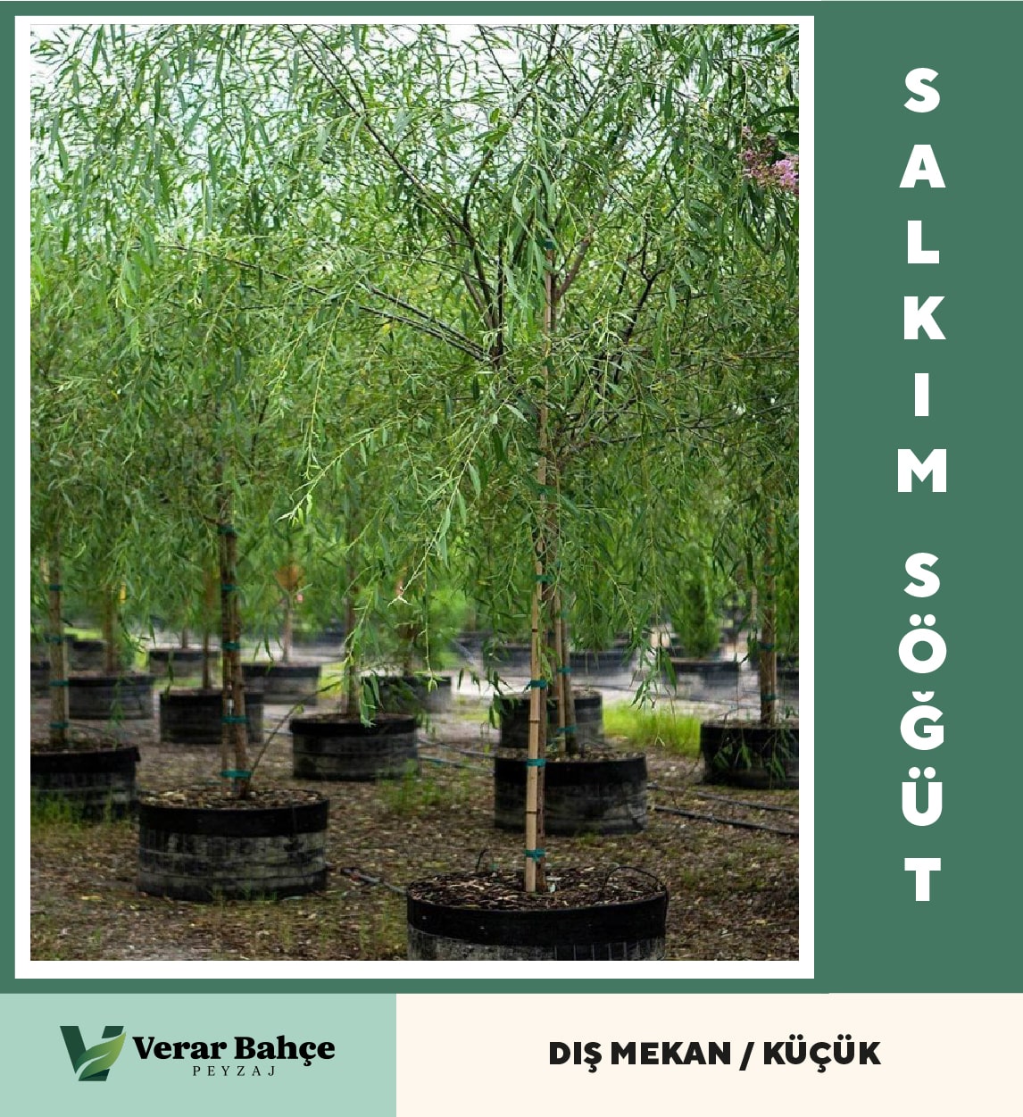 Salkım Söğüt