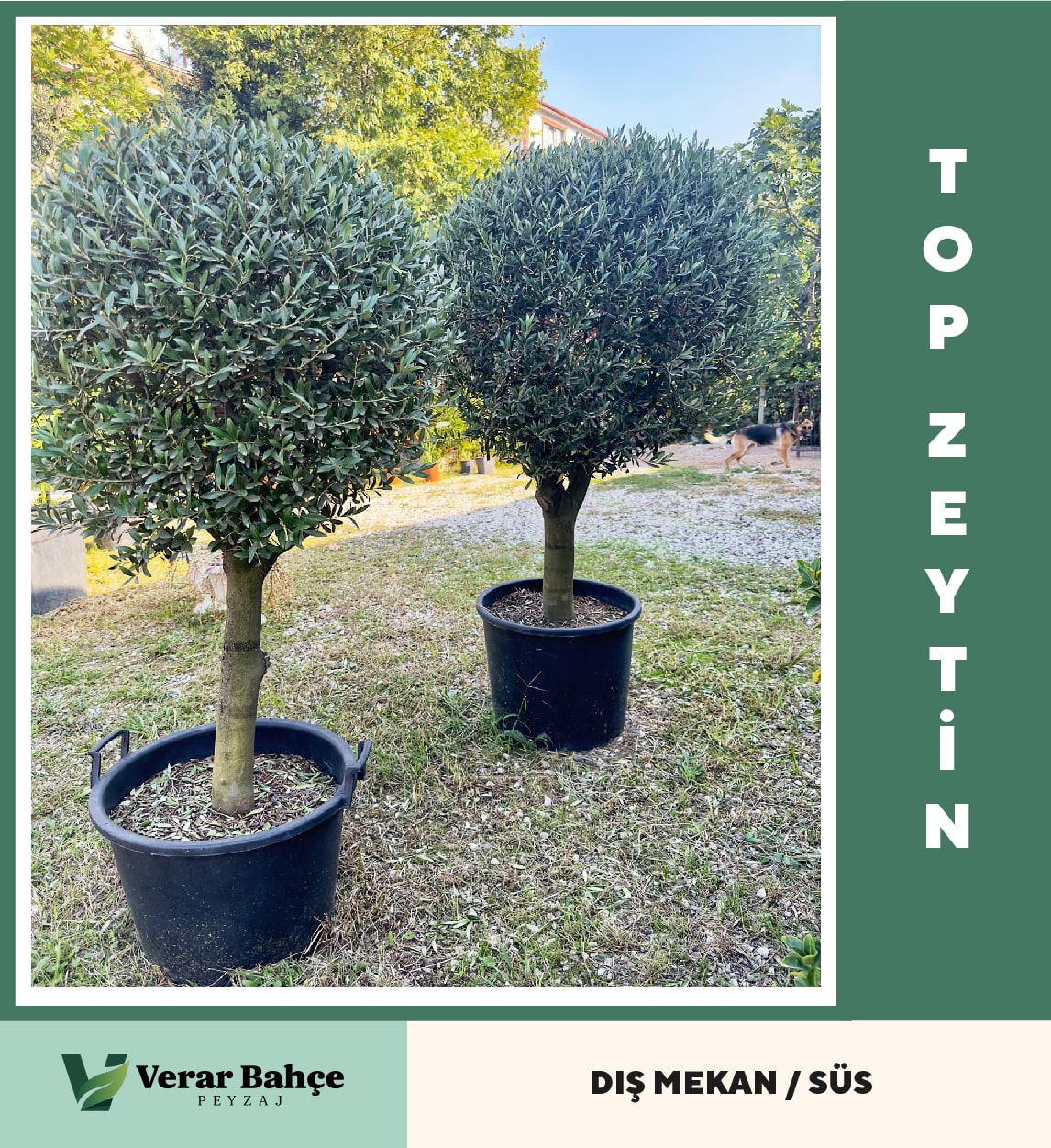 Top Zeytin