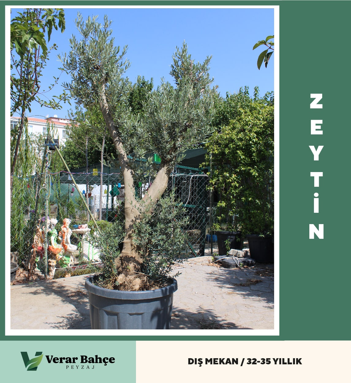 Zeytin Ağacı