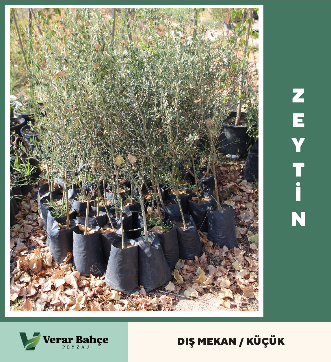 Zeytin