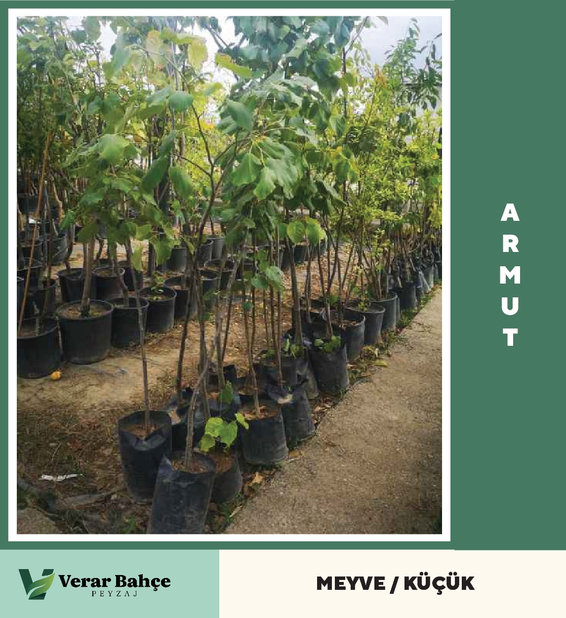 Armut