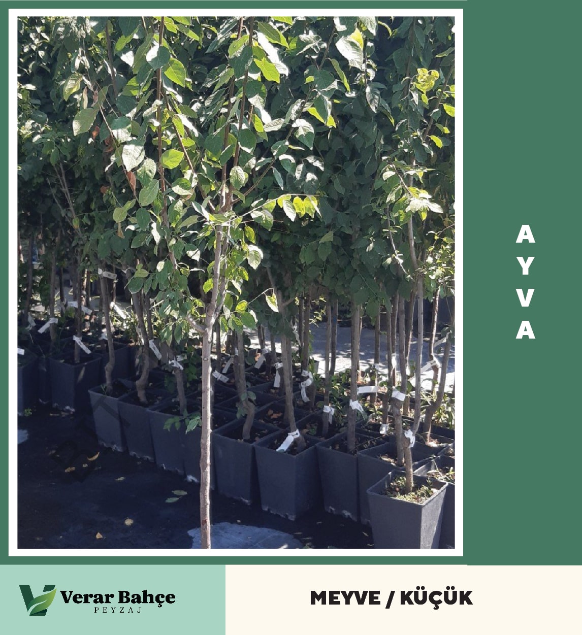 Ayva