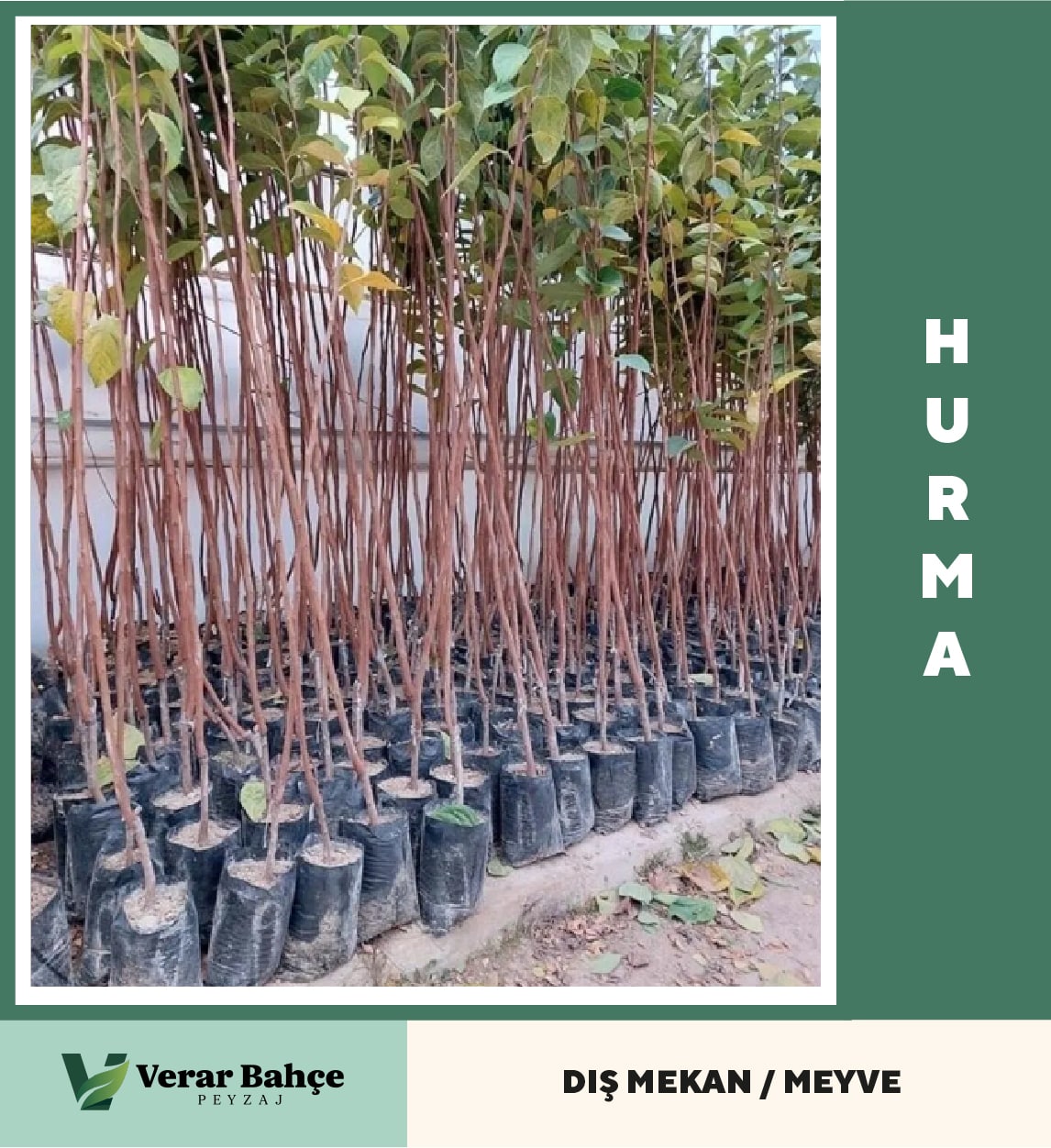 Hurma