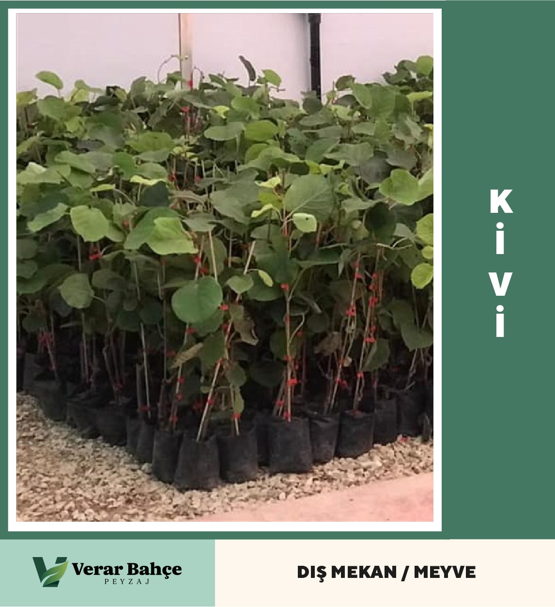 Kivi