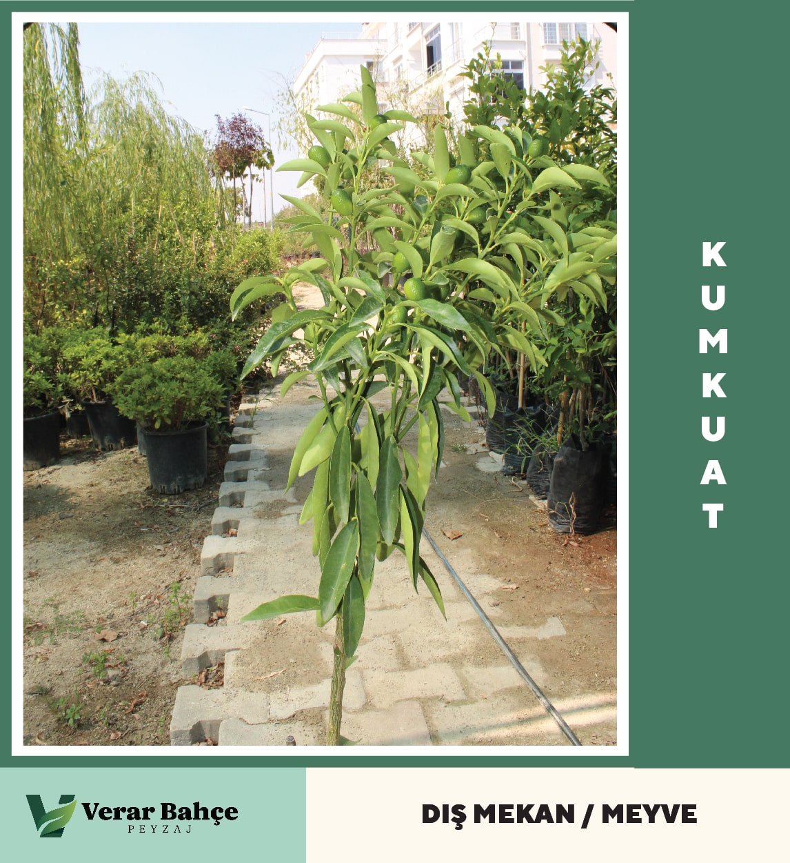 Kumkuat