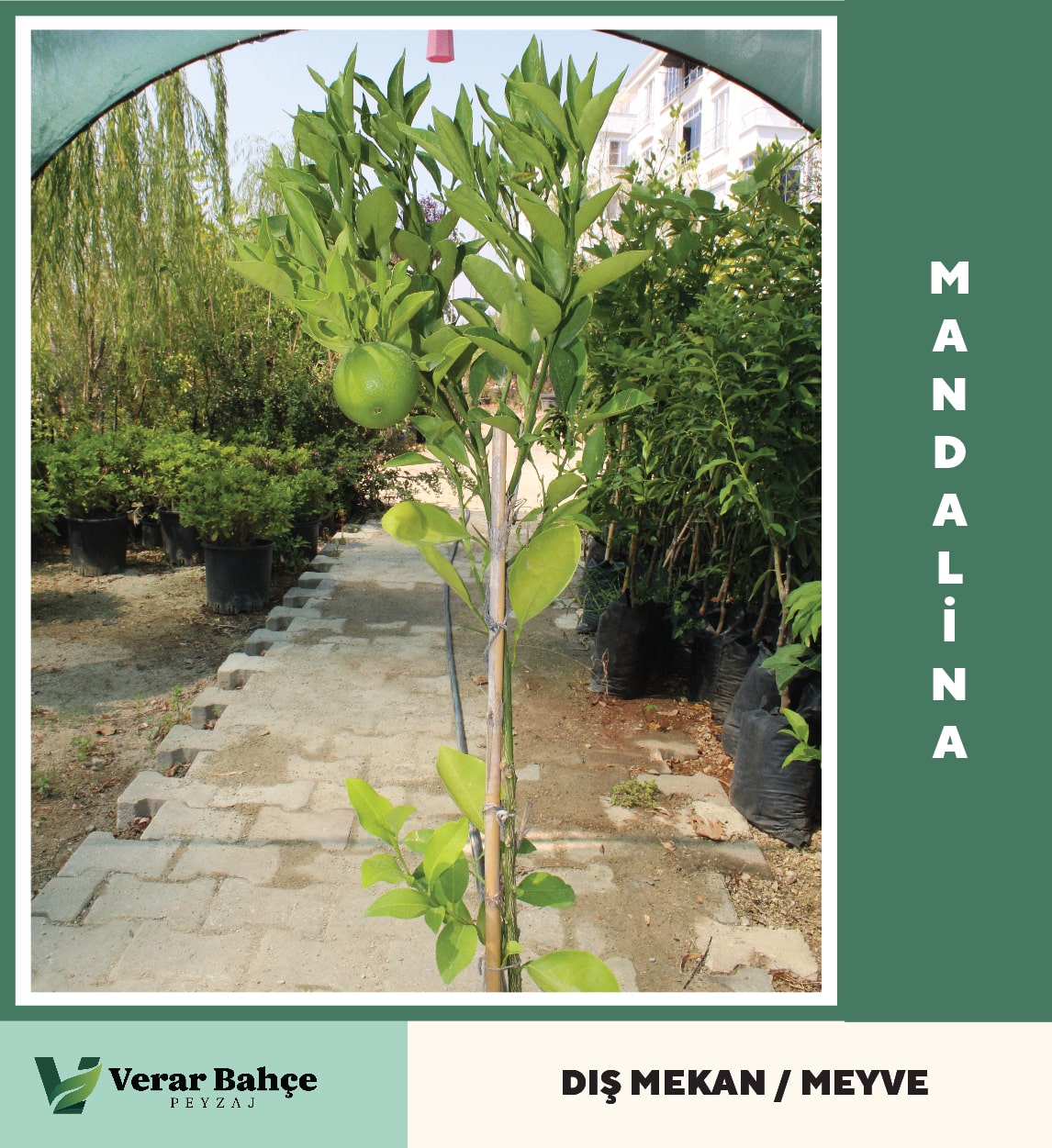 Mandalina