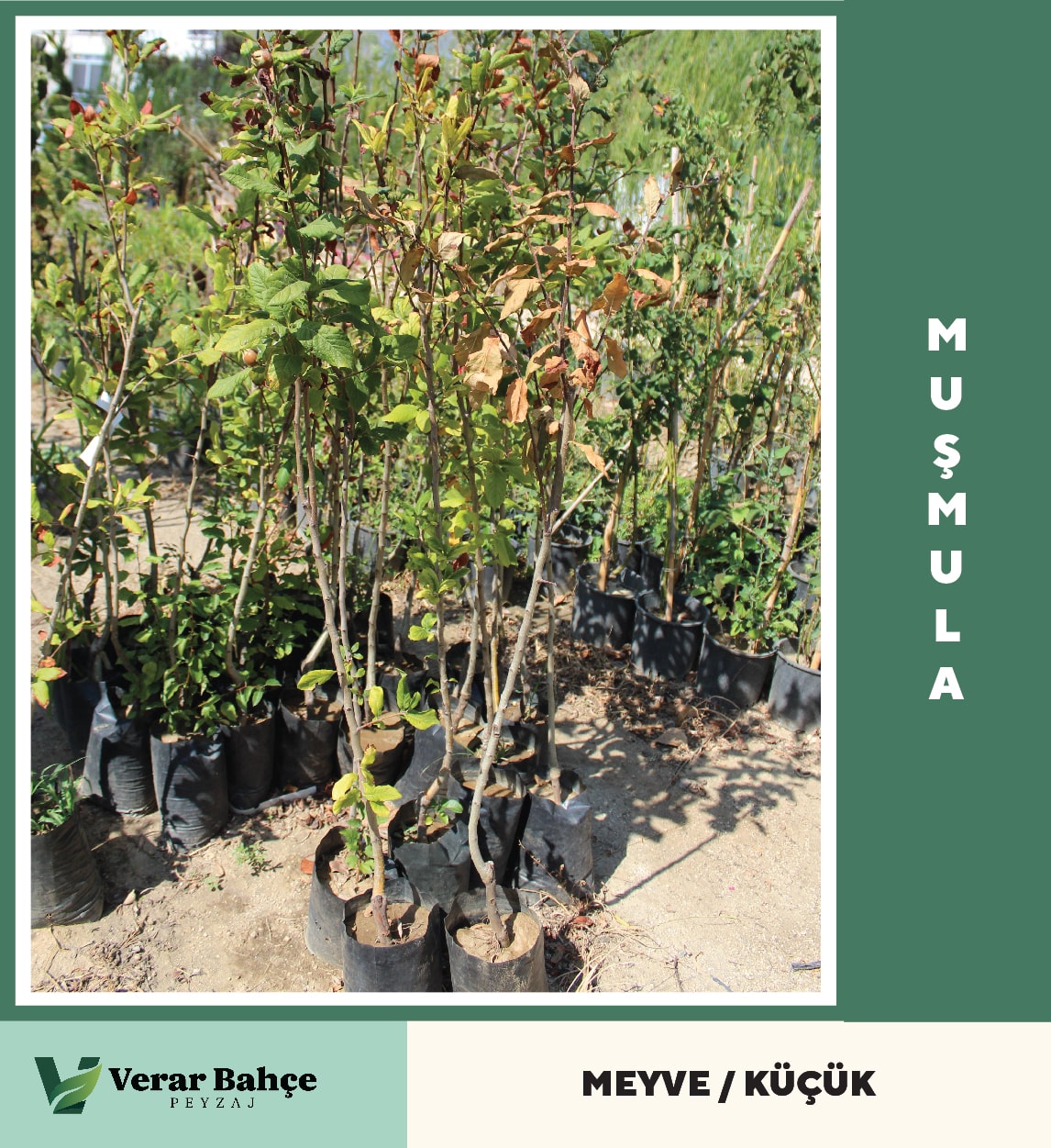 Muşmula-Döngel
