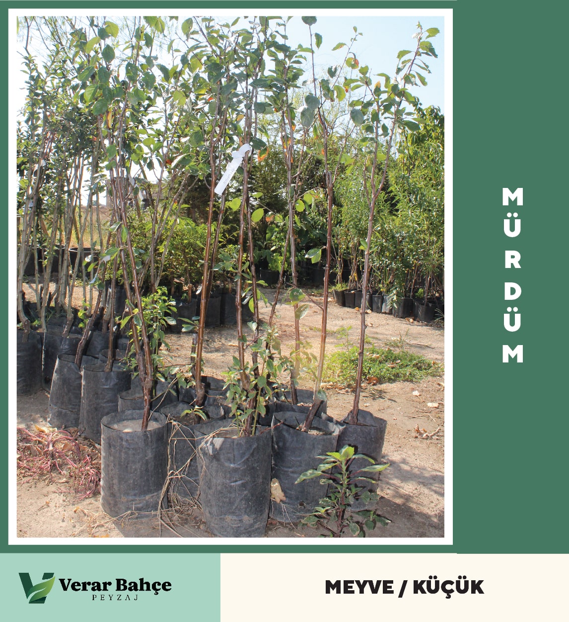 Mürdüm Eriği