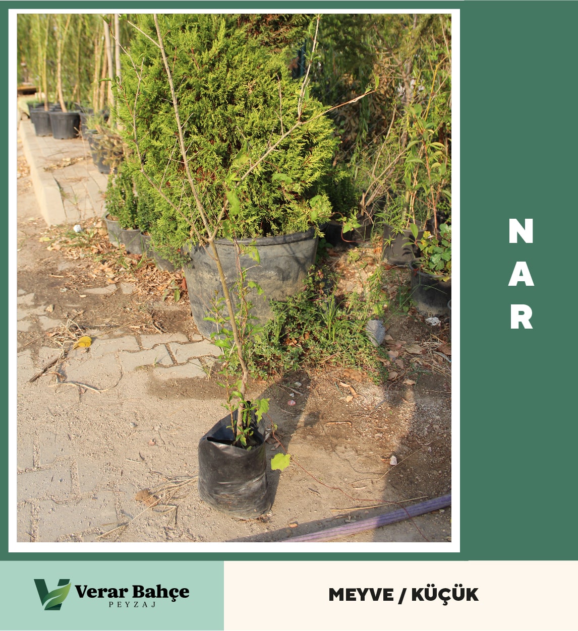 Nar