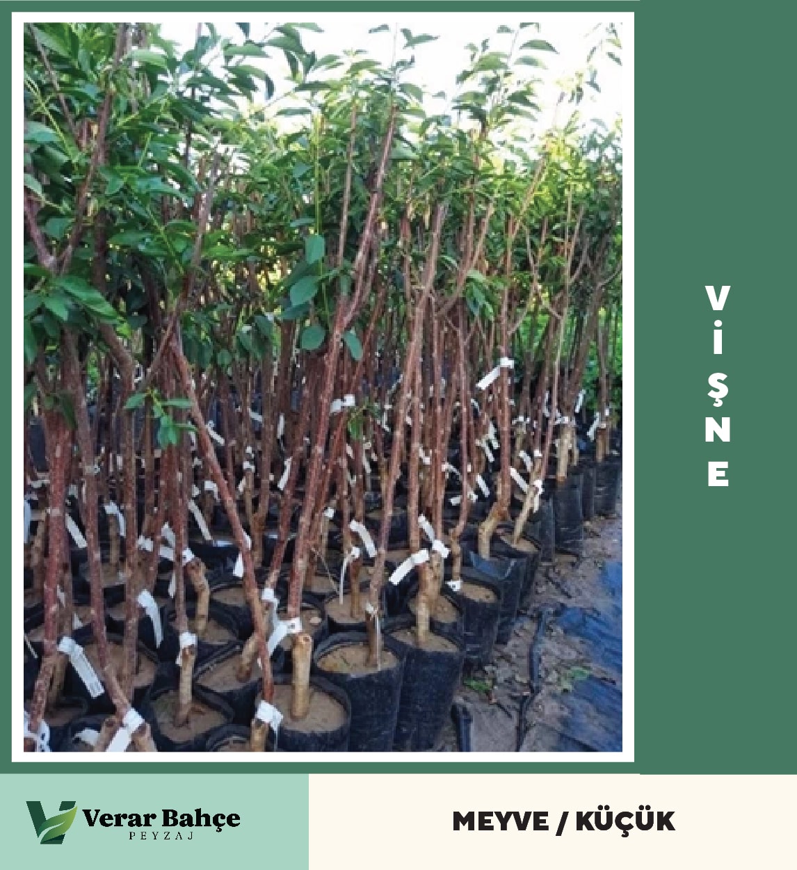 Vişne