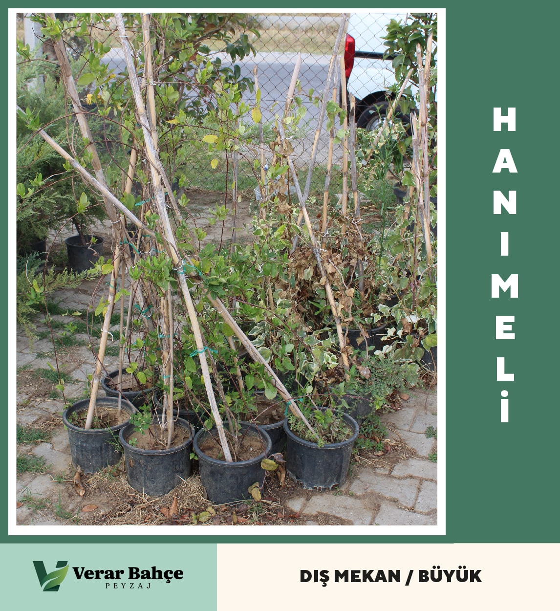 Hanımeli